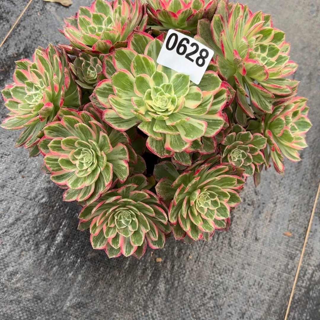 ꧁***꧂万花筒0628发货