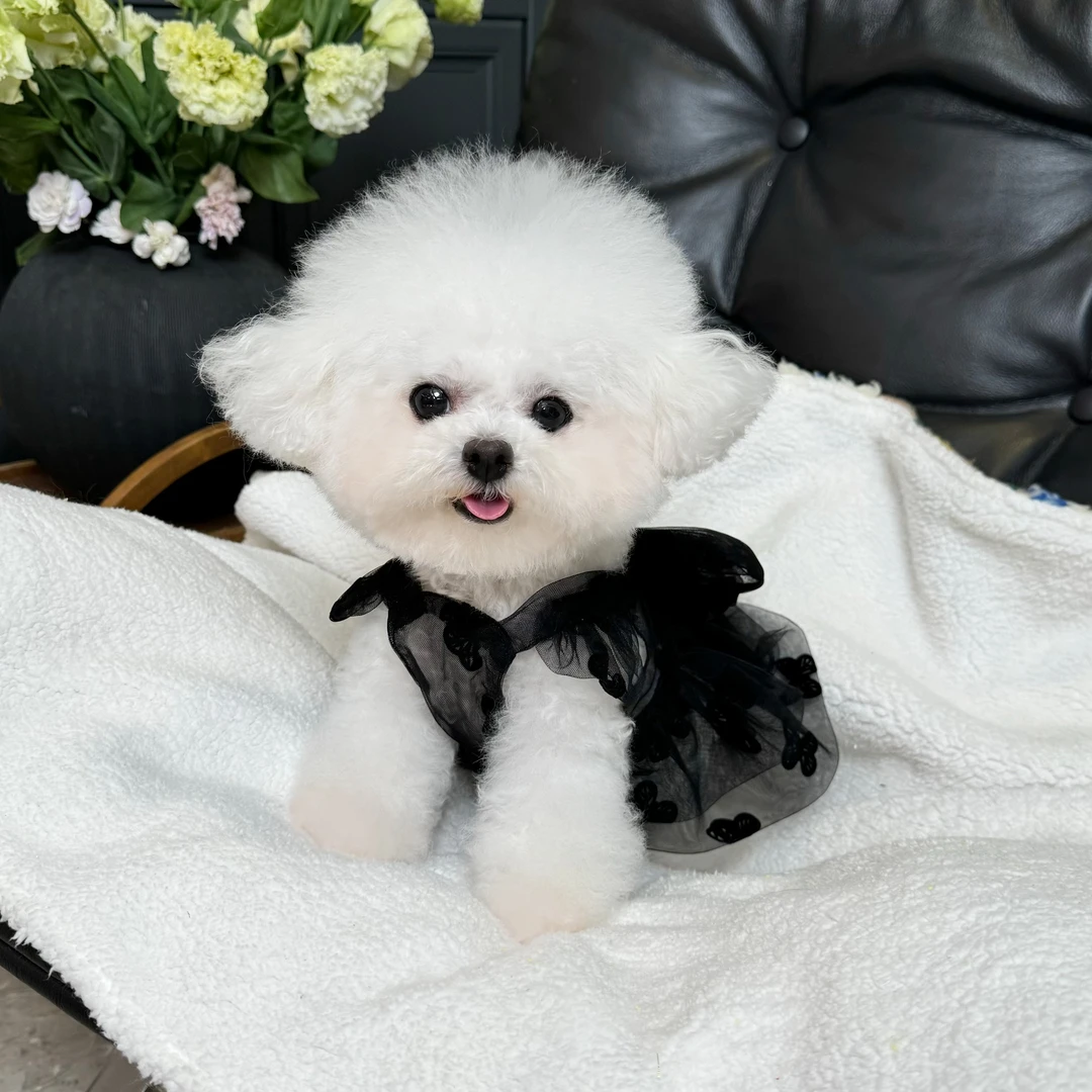 五只小白熊原创宠物衣服夏季新款蝴蝶网纱裙子狗狗猫咪薄款防晒衣