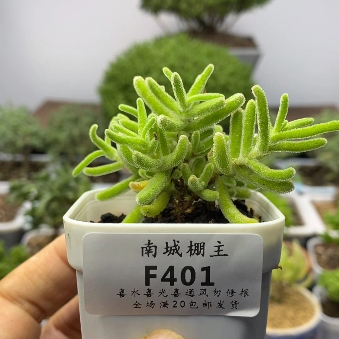 401实生橙叶枝干番杏
