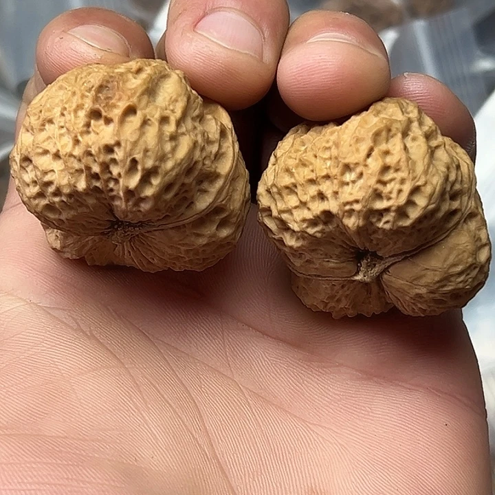 核桃1号官座43尺