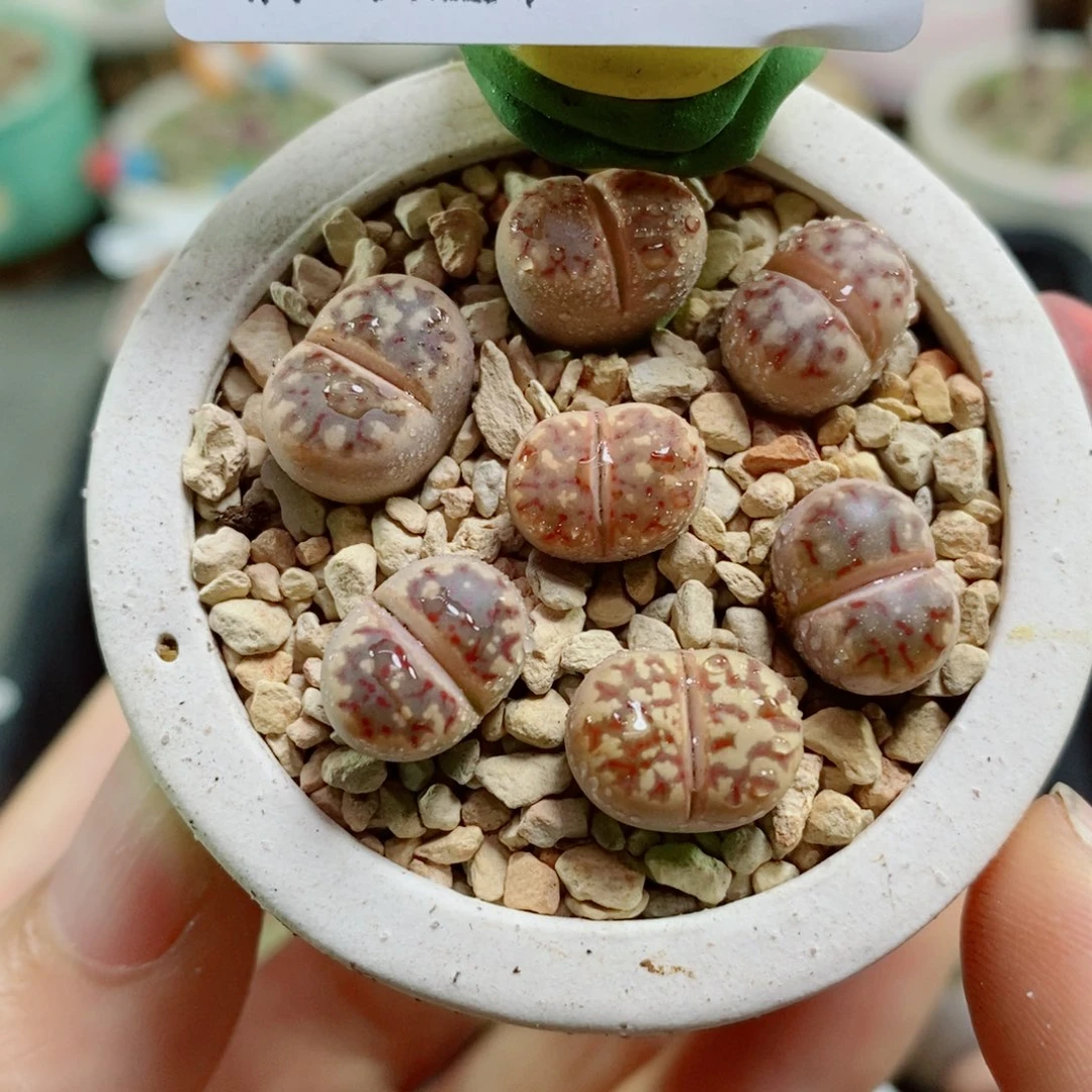 生石花花花花花花花778