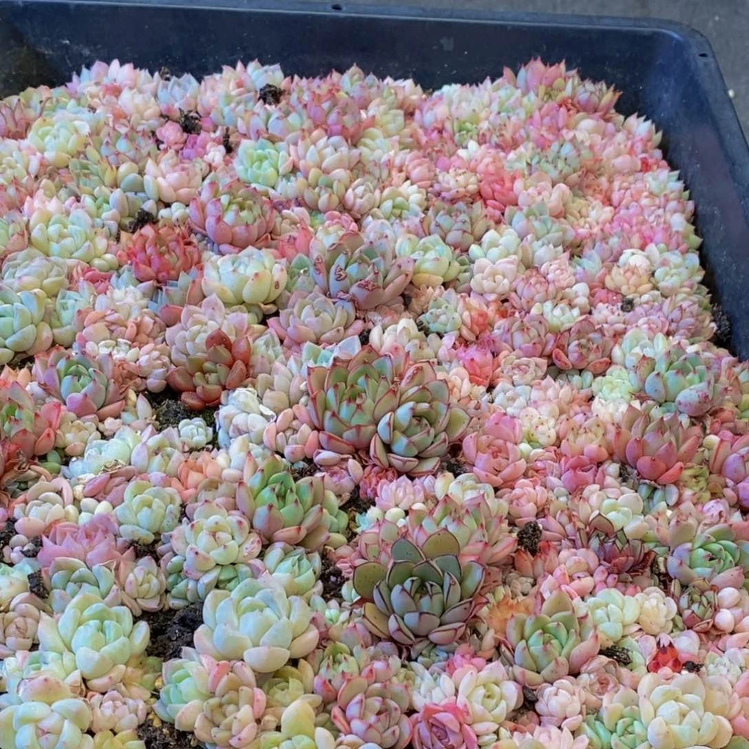 492多肉植物保护研究所所长