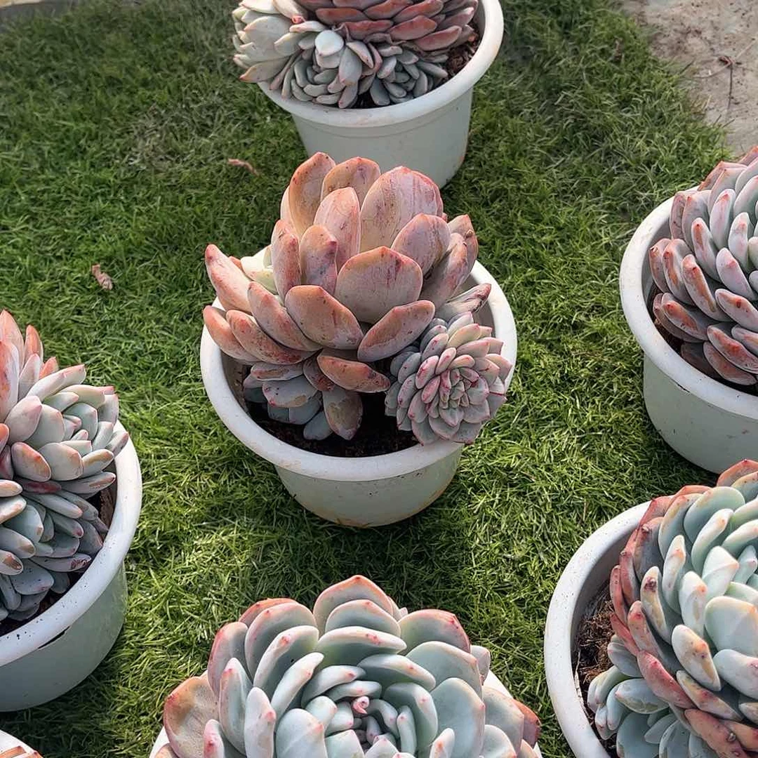 轻**笑橙梦露多肉植物15