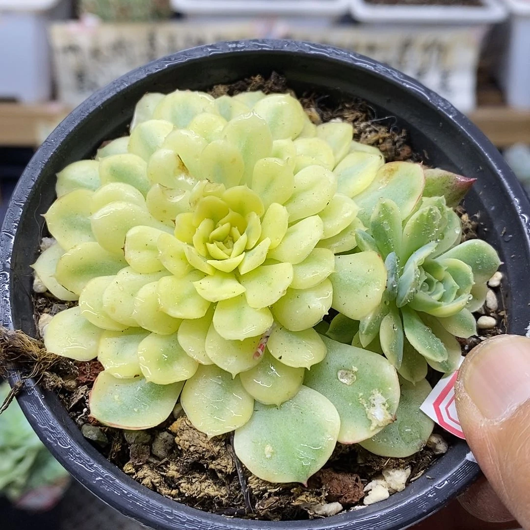 01116 梦幻玫瑰黄覆轮锦宽锦