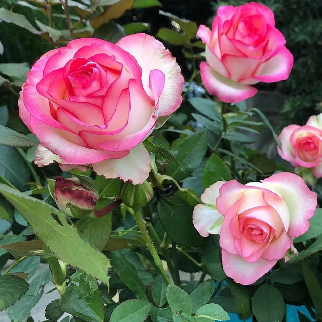 月季灌木中杯苗四季开花