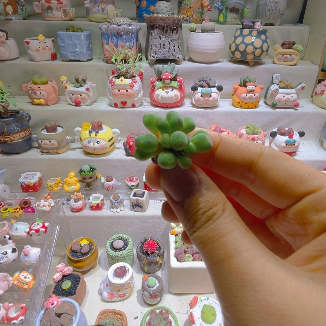 J*SJ宝专属折扣链接拍拍