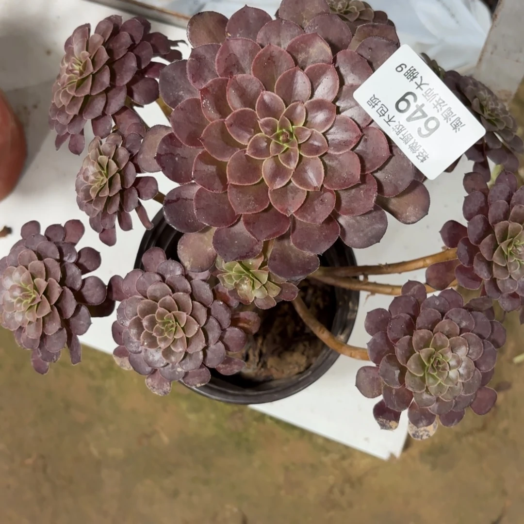 649黑铜壶多肉植物法师