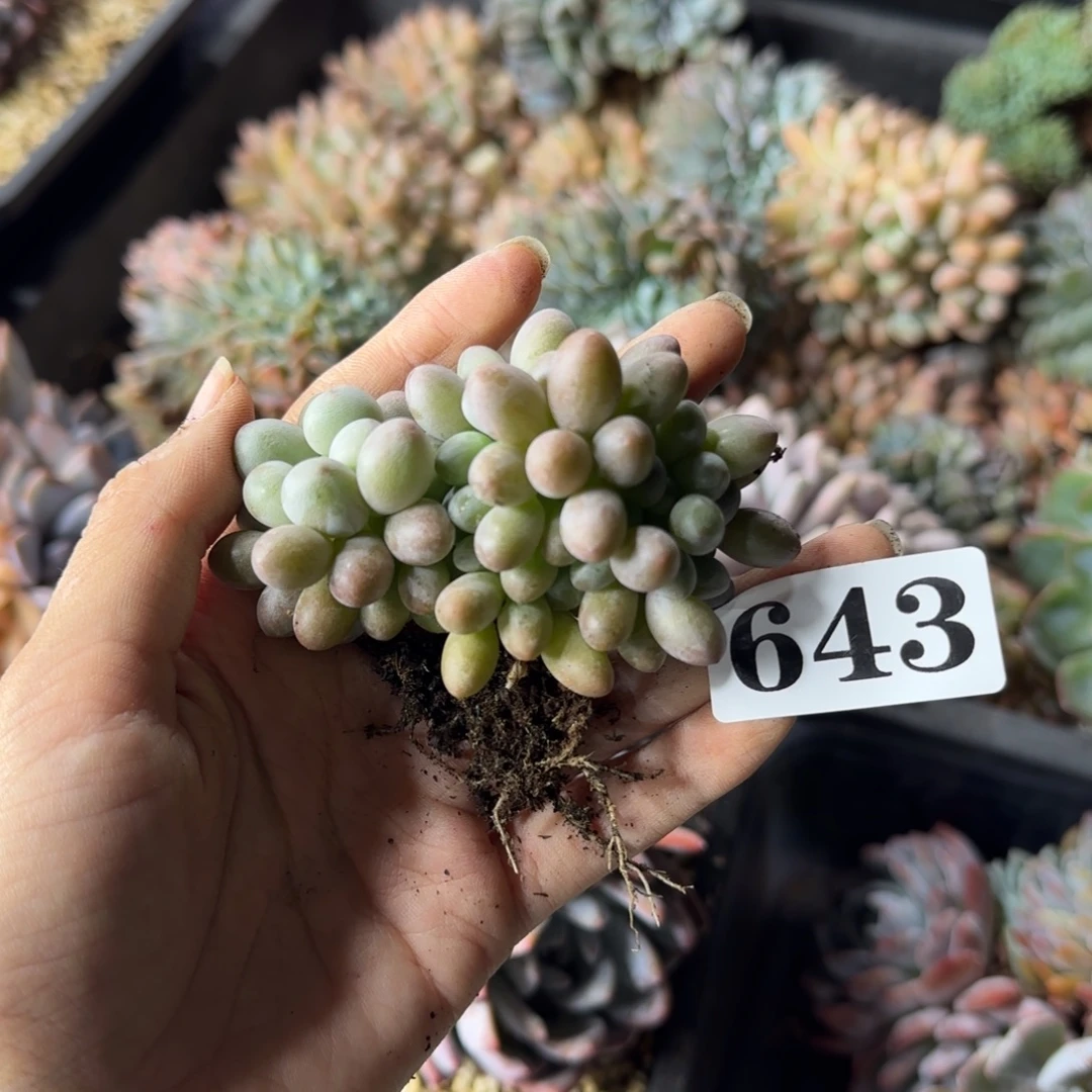5***0汤圆缀化一物一拍643