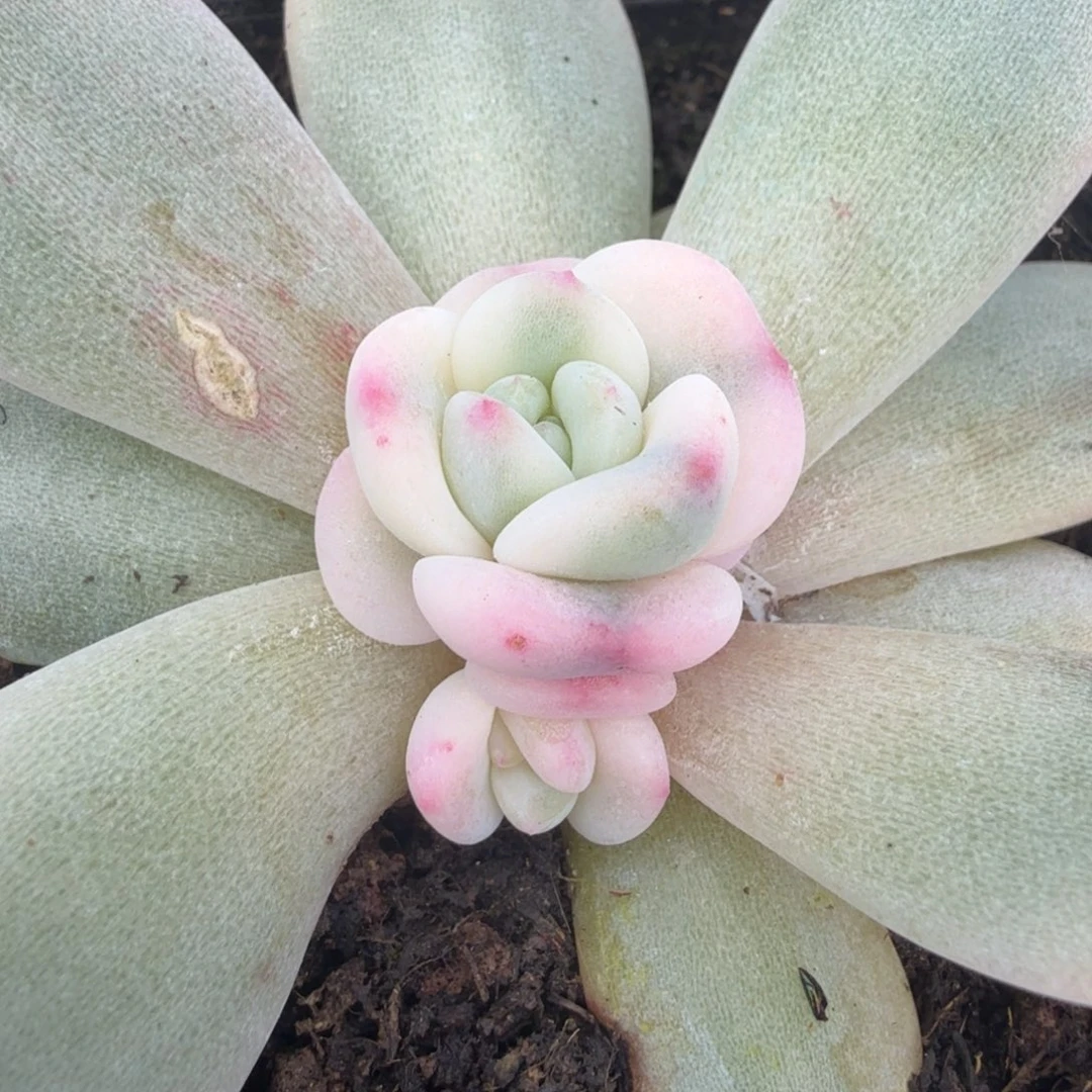 橙梦露锦腹欧你锦底座群