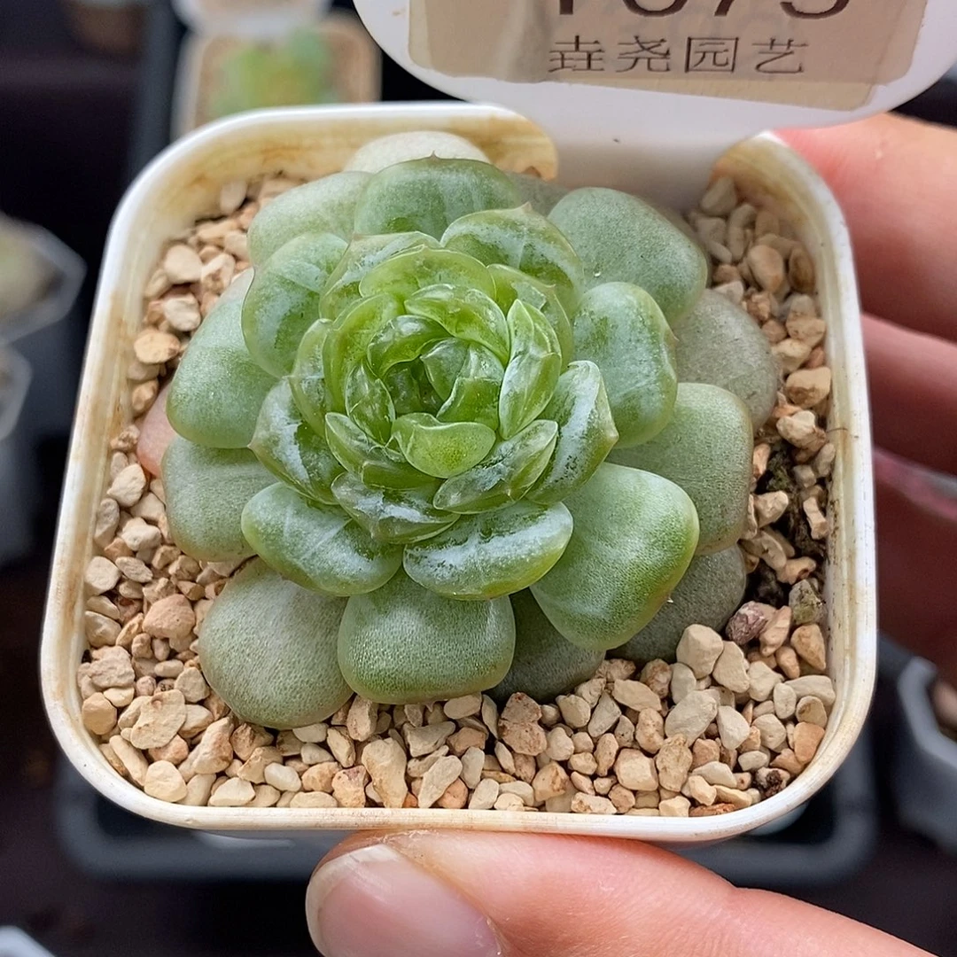0075 Q18 单头 4.5cm