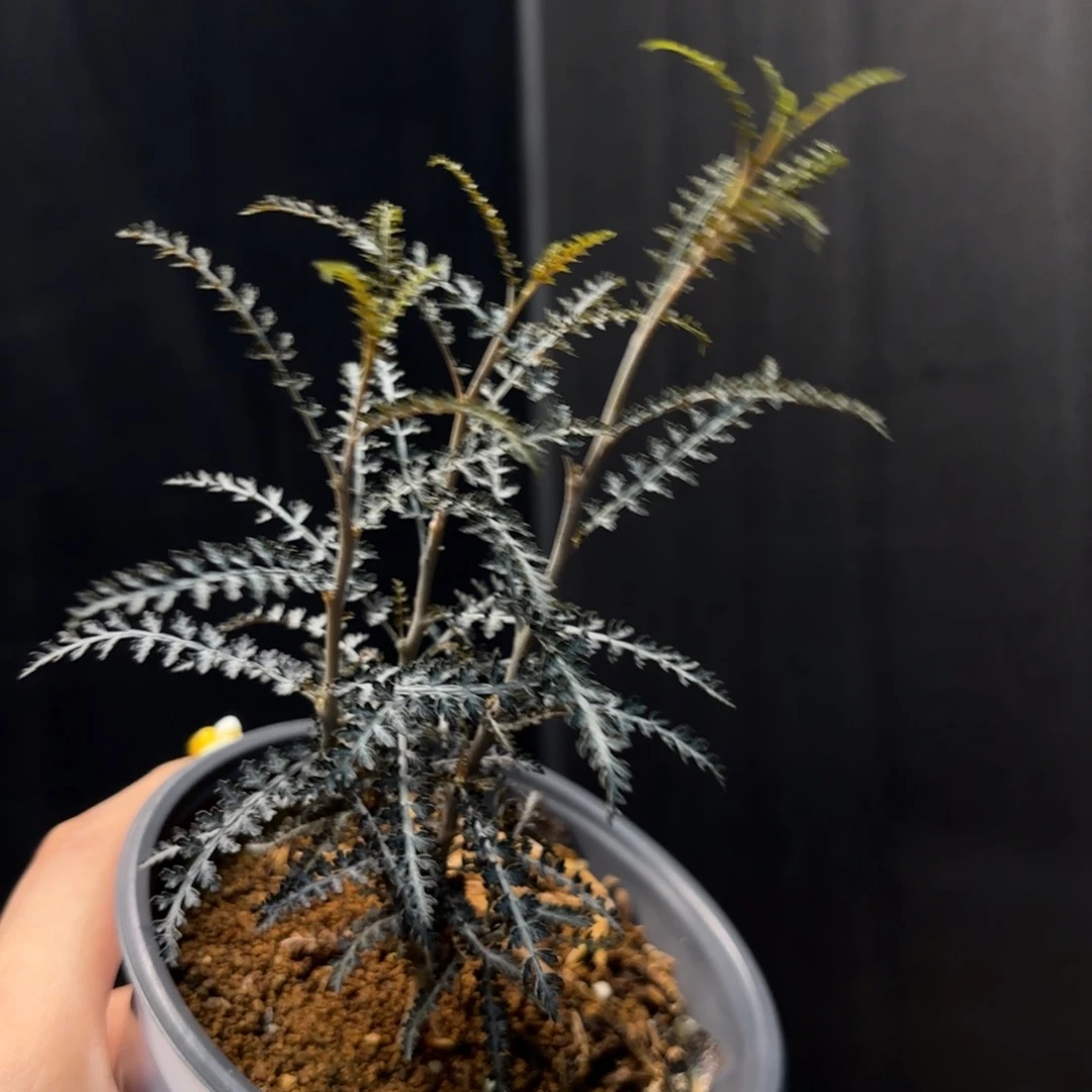 索科特拉银叶实生