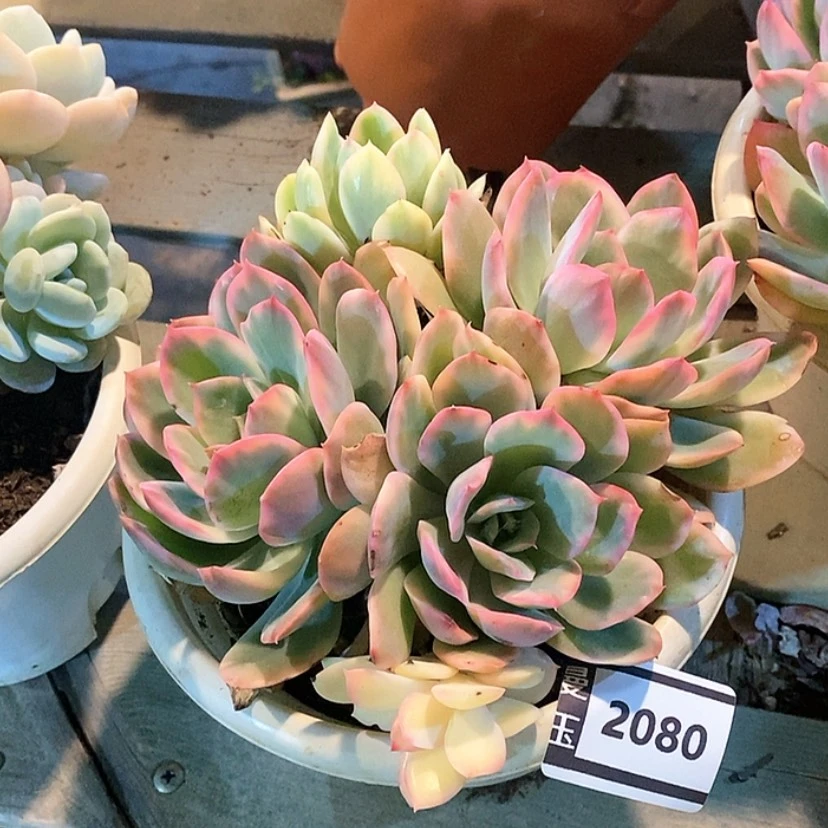 【闪购商品】绮罗锦2080