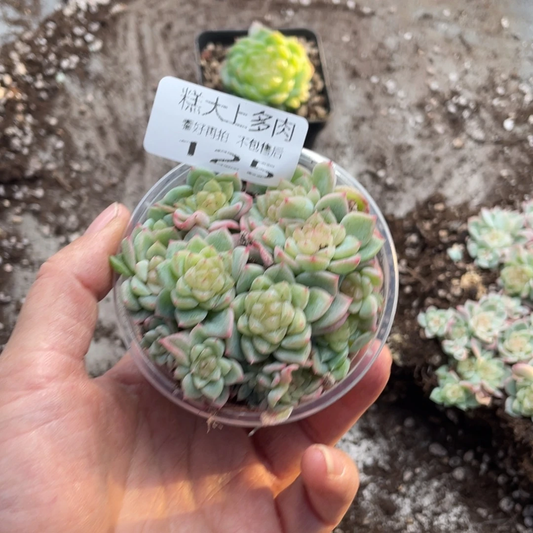 糕大上多肉植物125