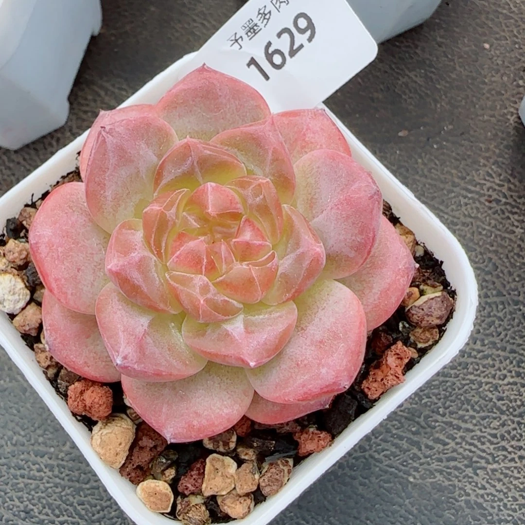 琥珀，1629多肉植物