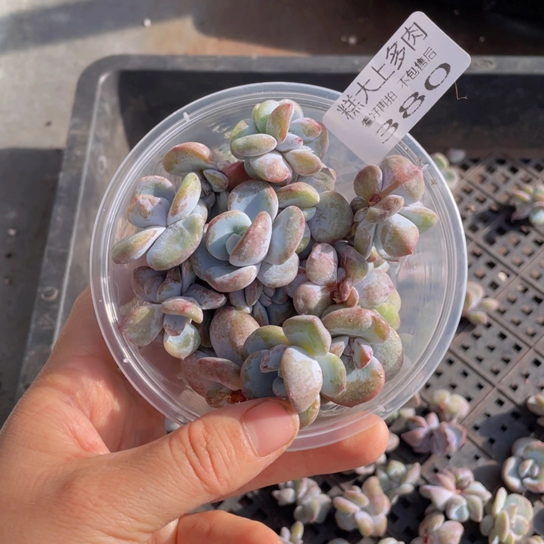 糕大上多肉植物380