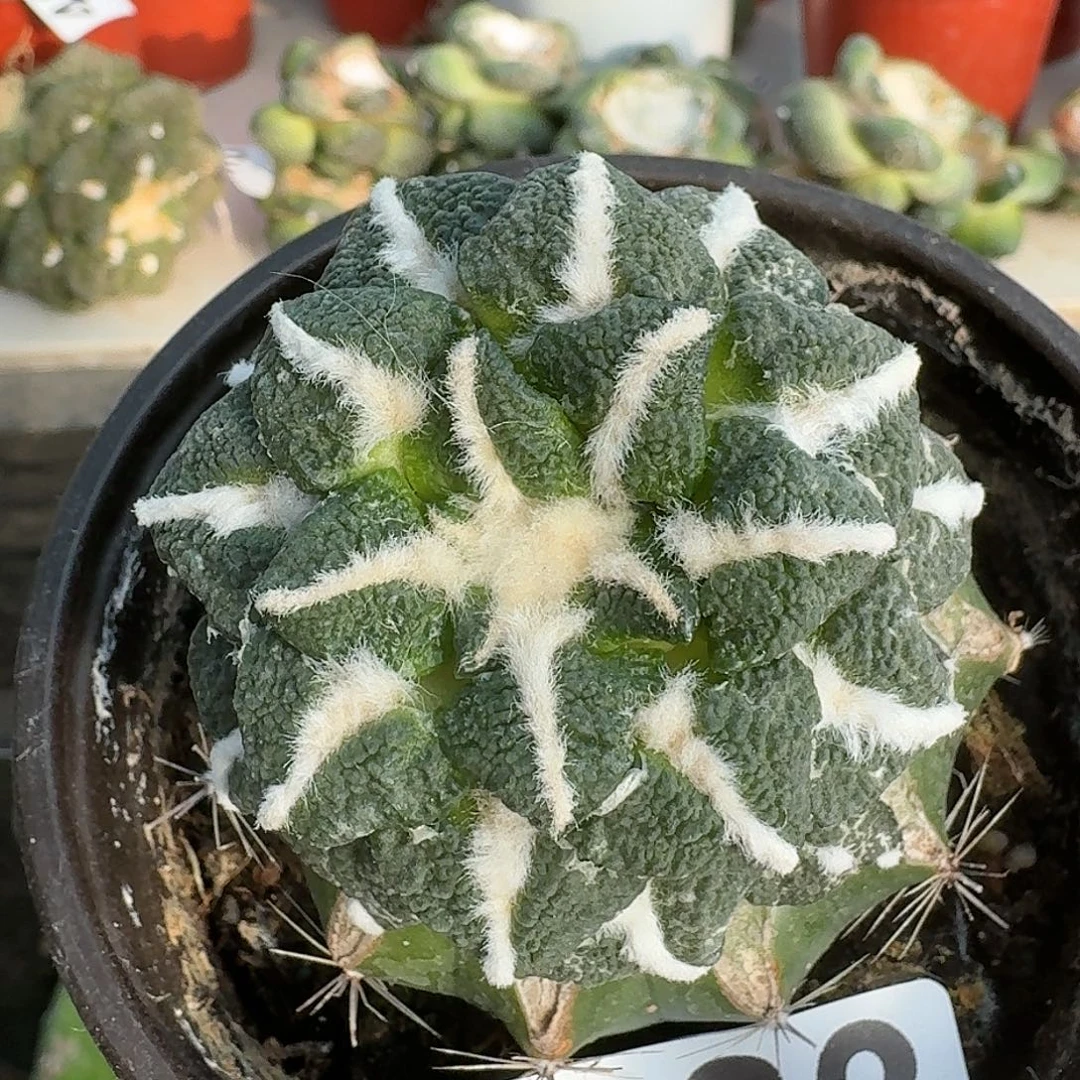 全部花朵颗粒大尤黑牡丹383