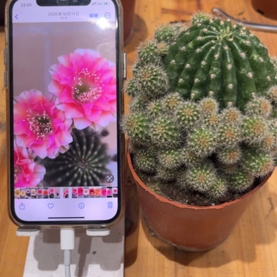 露露金刚复色6公分左右带仔