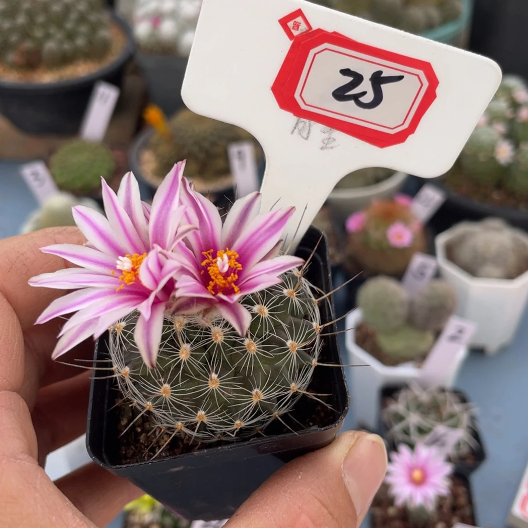 ⊙****⊙25往事多肉园仙人球