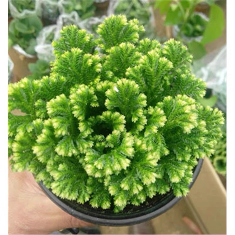 卷柏盆栽九死还魂草室内绿植不死草蕨类植物耐寒好养护