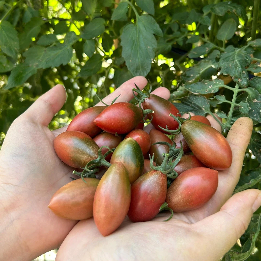 上海嘉定地产紫色小番茄