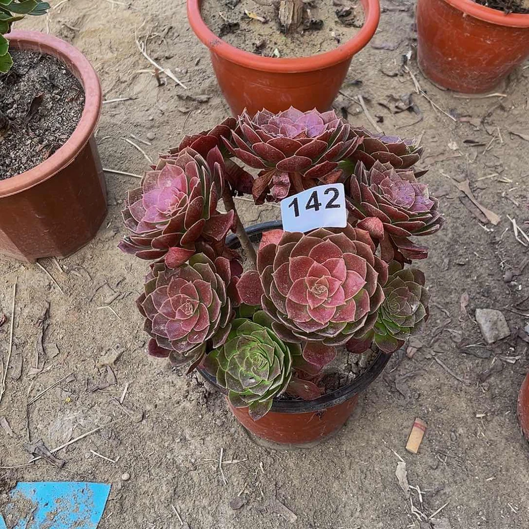 ❀***.多肉植物一物一拍142