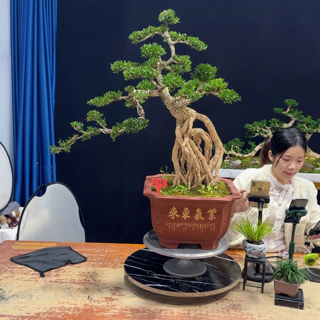 黄杨室内室外盆景艺术