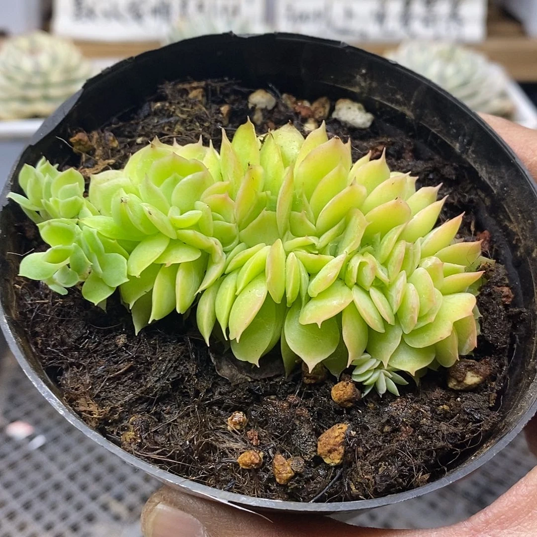 0119 星纳塔缀化