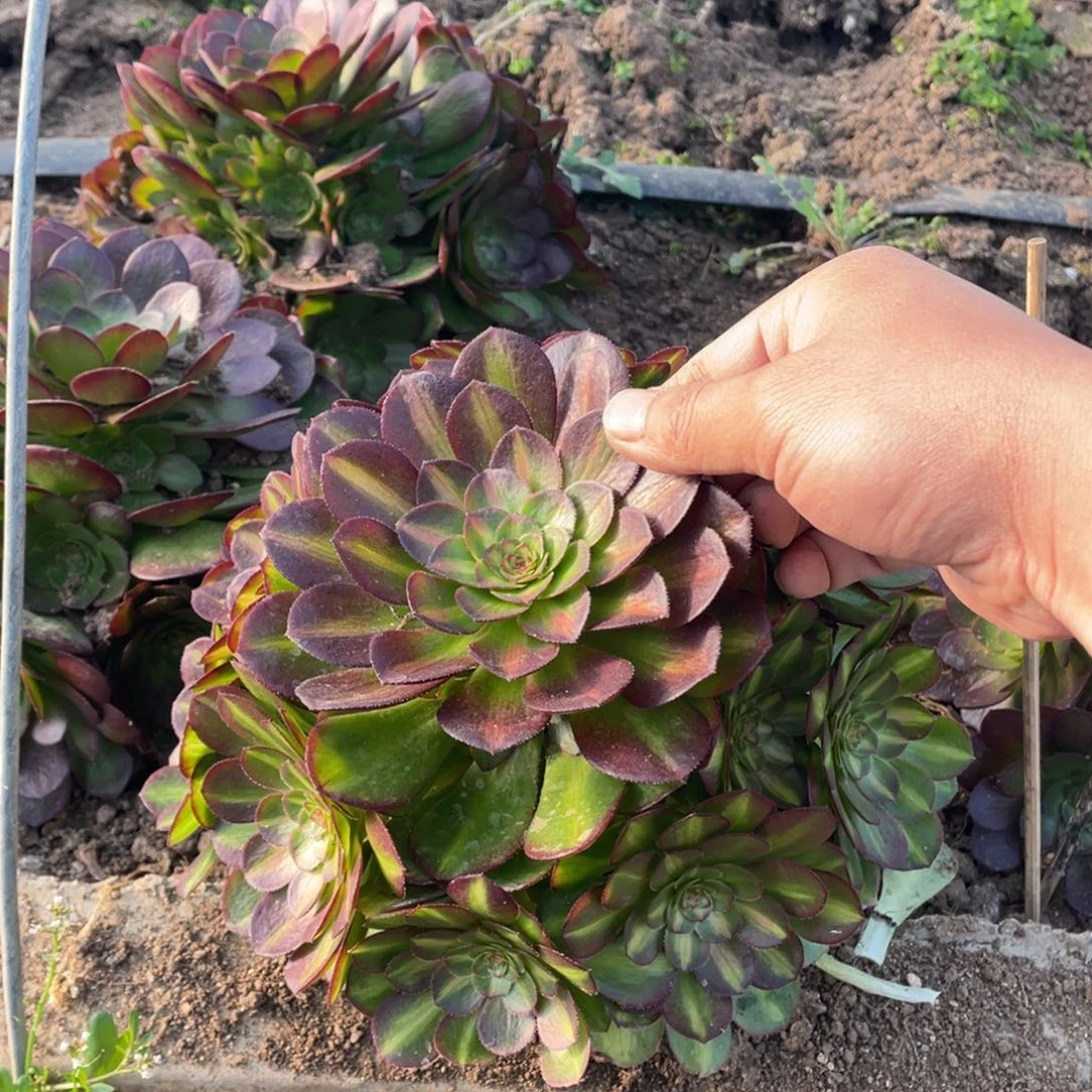 海王七彩多肉法师断枝不包