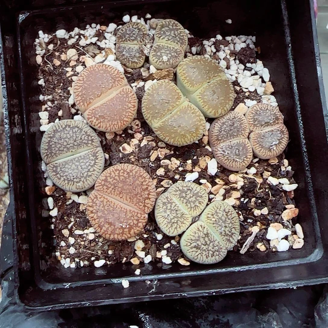 生石花满18包邮0927-80