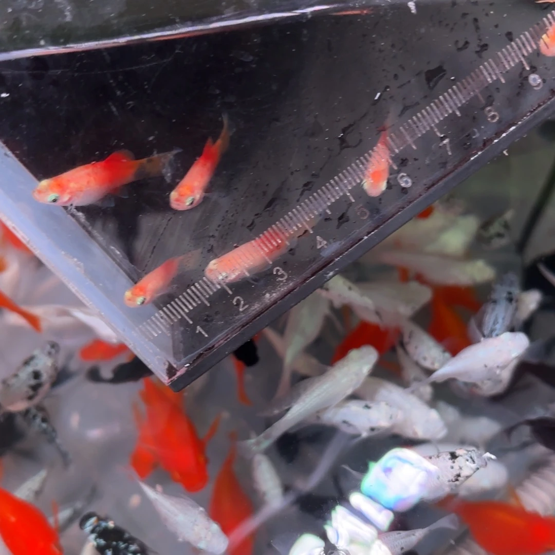 黑玛丽鱼米奇8+2备损