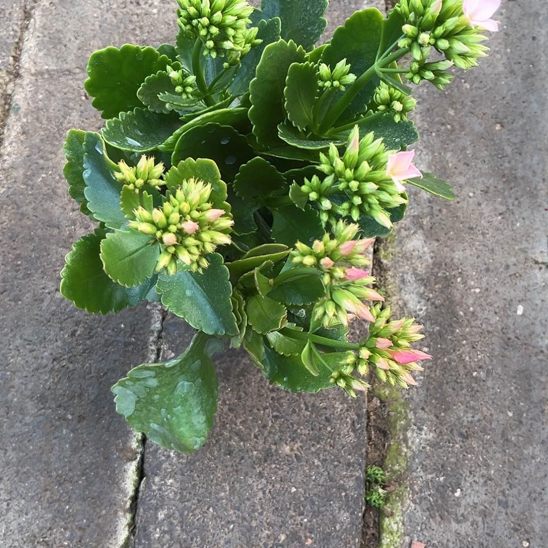 b****)单瓣130盆西施