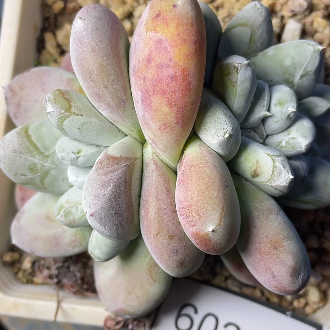 【闪购商品】60248