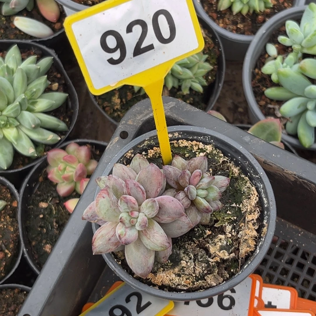 多肉植物虞美人石化920