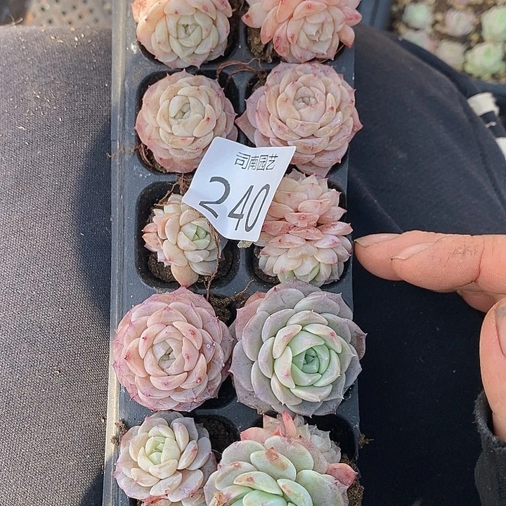 240 多肉植物盆栽花卉植物