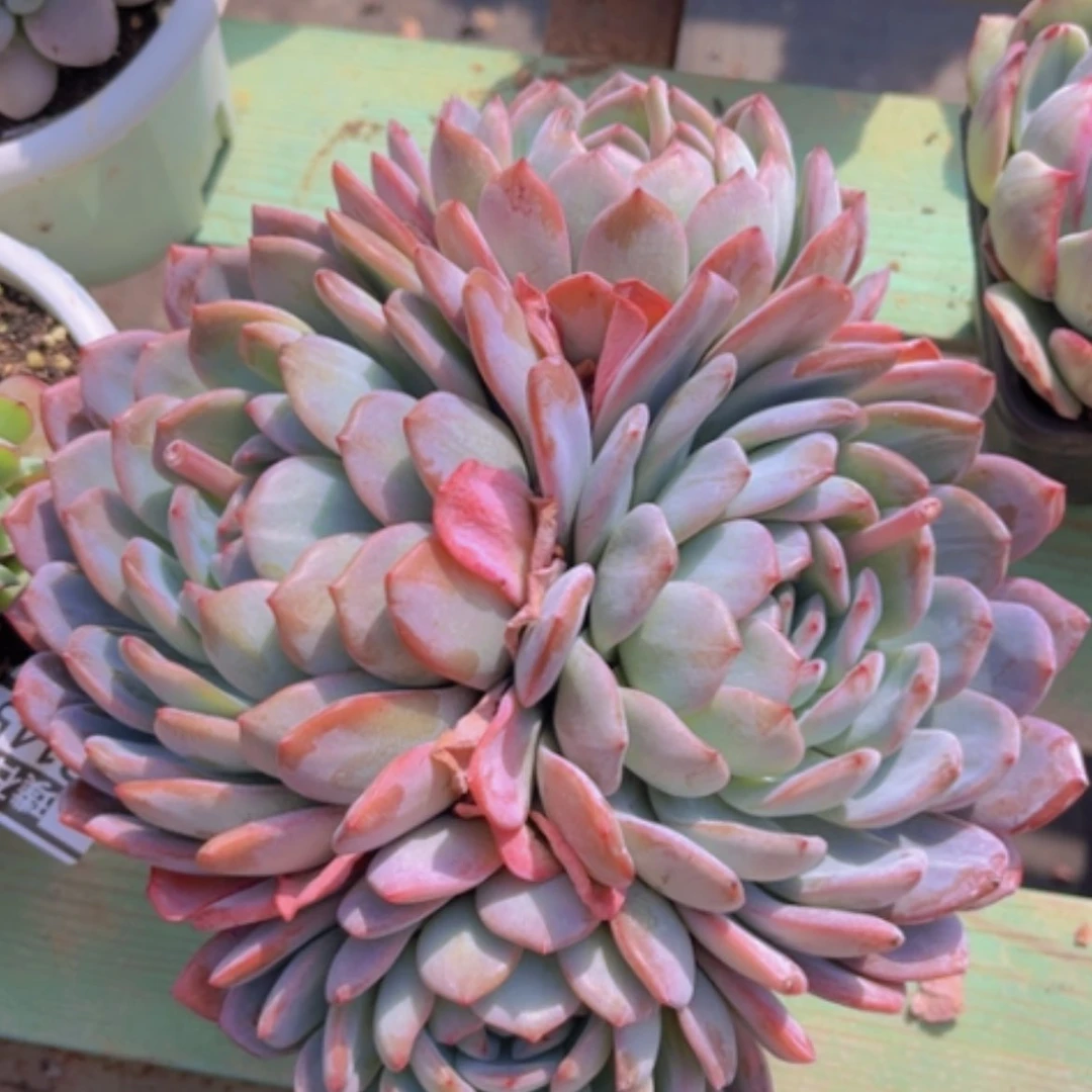 【闪购商品】全明星13146