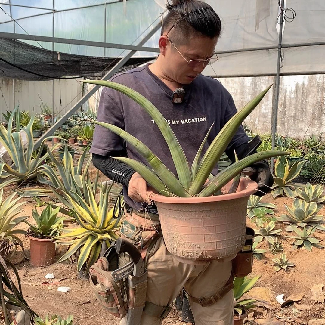 柴***香蕉虎皮兰一物一拍