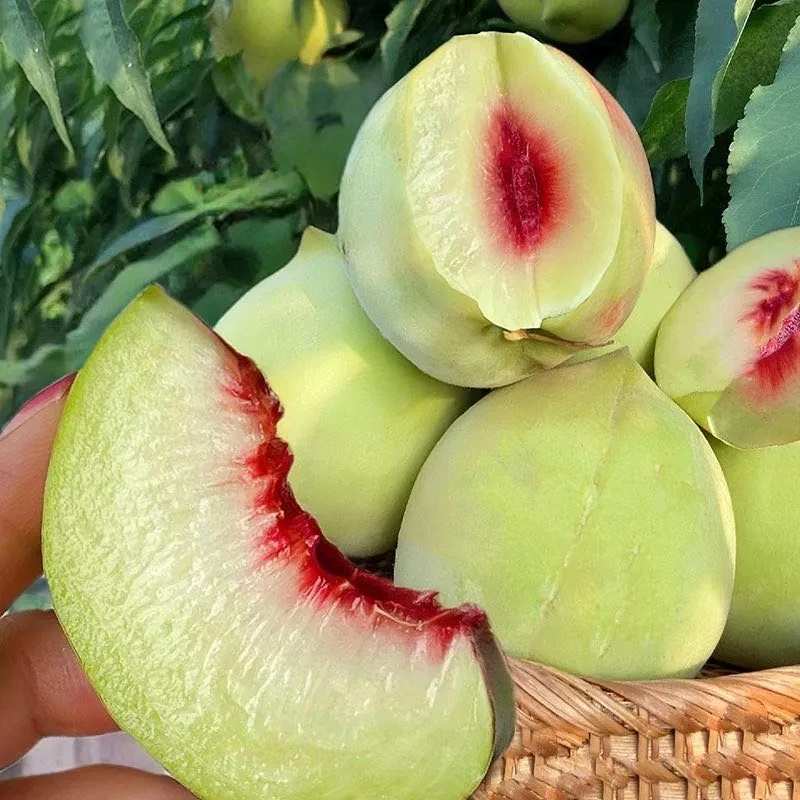 青州蜜桃 新鲜桃子 脆桃 离核桃 脱核桃 冬桃 水蜜桃 老品种桃子