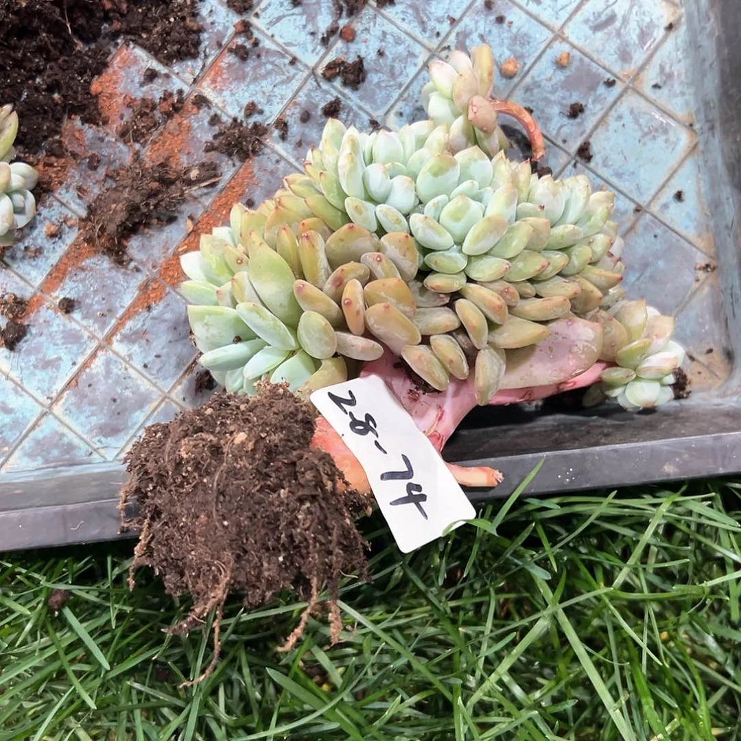 呆***呆2.8-74橙子缀化多肉瑕疵