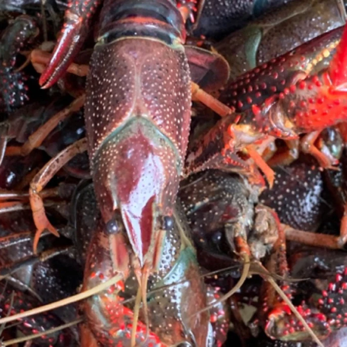 5斤中大混合虾（满肉、半肉，少肉.空肉）包死亡率10%、超出部分原价赔偿）（生鲜产品一经售出，拒绝退货）