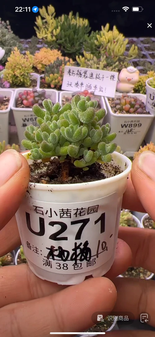 杨梅-莱斯-多肉植物枝干番杏