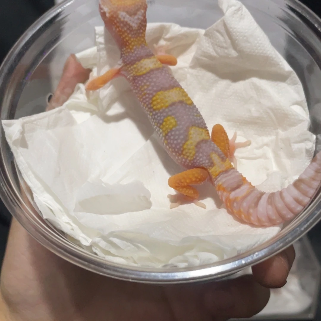 豹纹守宫暴龙1111