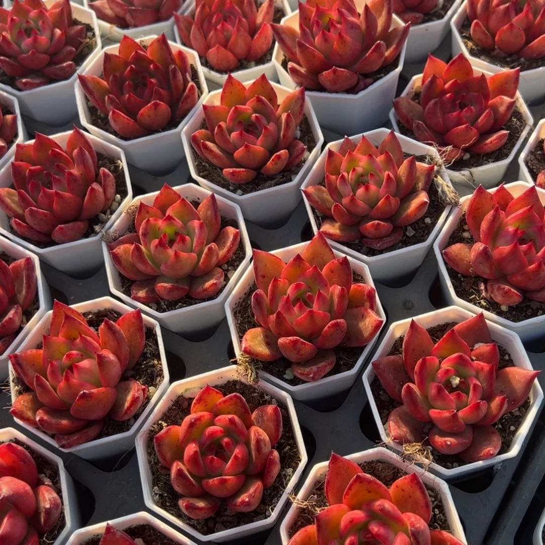 精控阿姆斯壮单头到手1颗 量拍多肉满18包邮