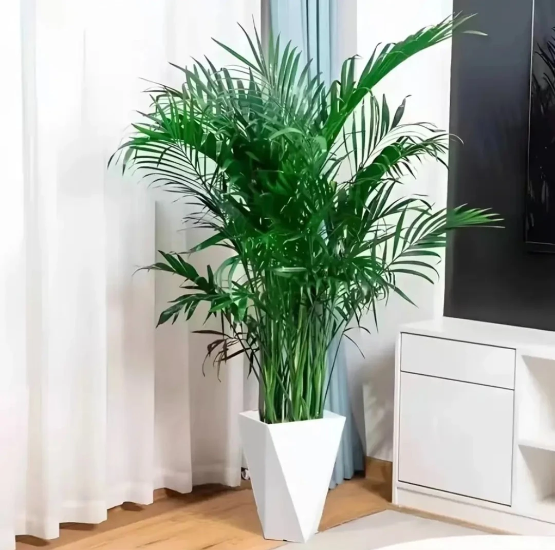 【1.3cm-1.4cm】散尾葵富贵椰子四季常青好养耐旱室内绿植盆栽