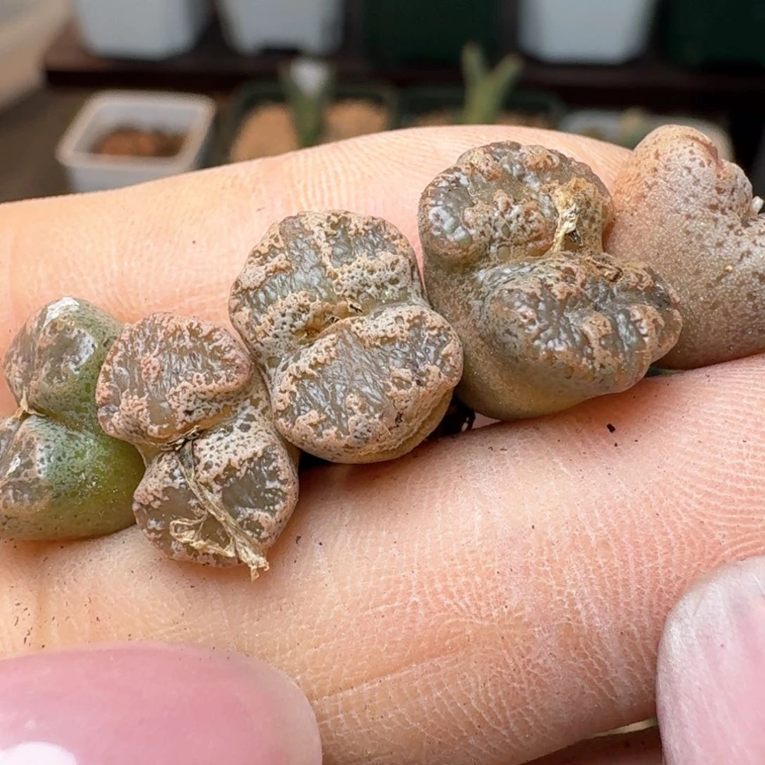 172五颗勋章000000000000