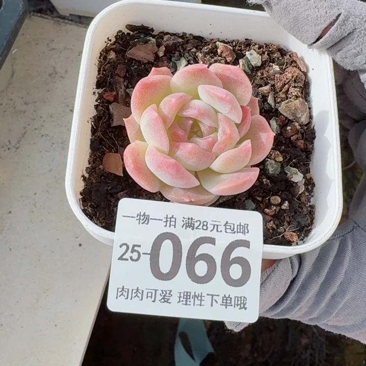 梦幻泡影无盆土发货无