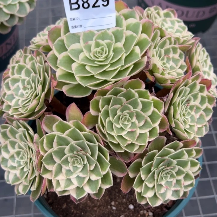 829孔雀翎20厘米左右