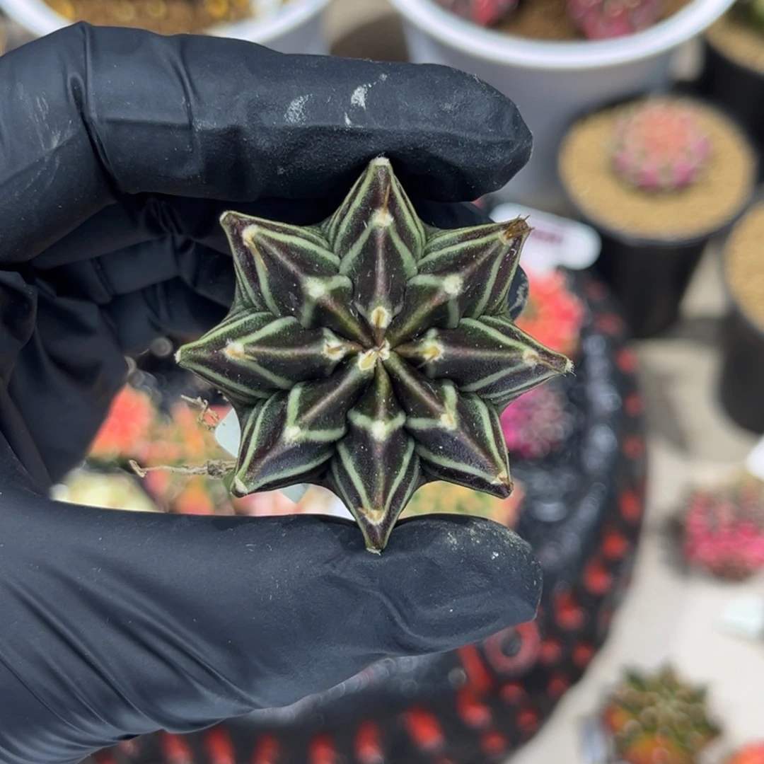 黑骑士—————————-1