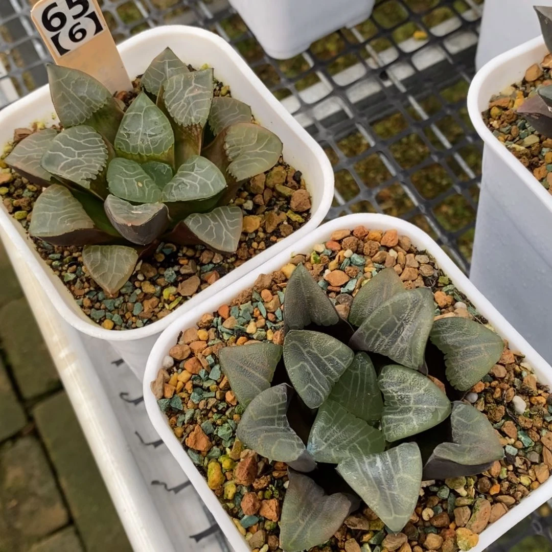 65号实生克2颗多肉植物