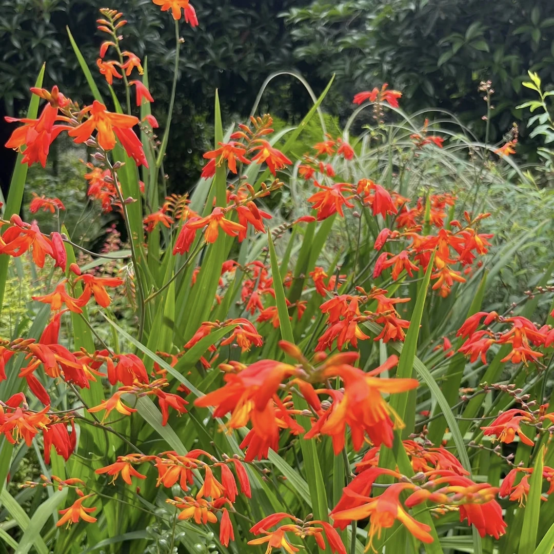 【火星花】1加仑 庭院户外多年生宿根观花植物耐热耐寒花期长