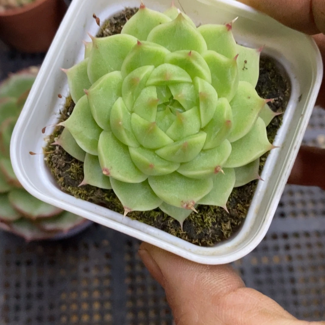 精品多肉一物一拍不包整191